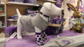 A white mannequin dog wearing a striped purple and grey collar with the CVM seal. 